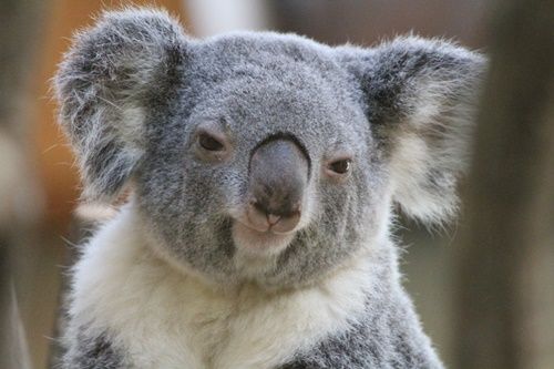 大阪市:天王寺動物園のコアラのアークに ...