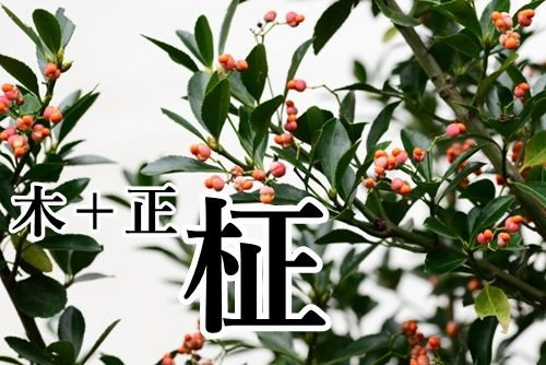 木 正の漢字の読み方は 語源などもチェック