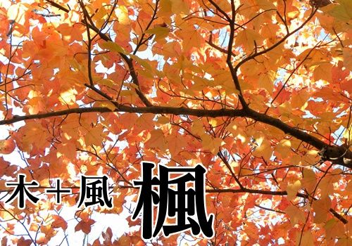 木 風の漢字 楓 読み方や意味を一発チェック