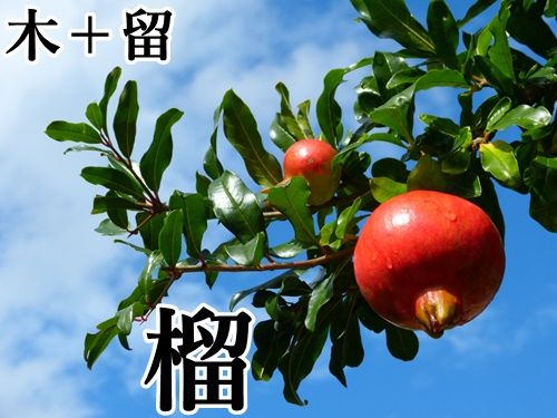 木 留の漢字 榴 読み方や意味などを一発チェック