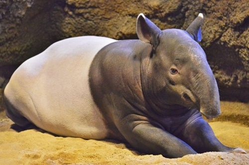 バクがいる動物園へgo 日本ではココ